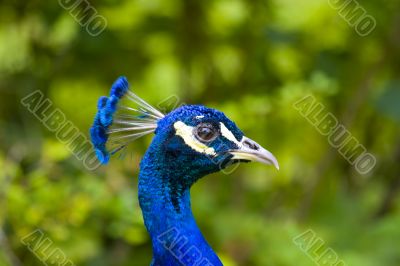 Peacock