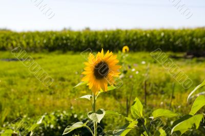 Sunflowers on a green field