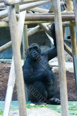 Western lowland gorilla