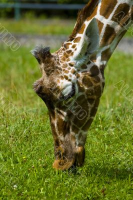 Giraffe