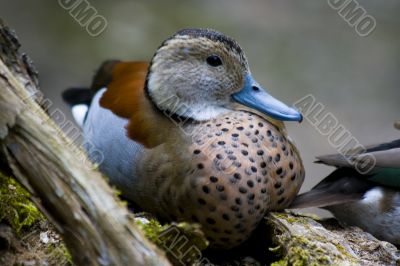 Northern shoveler (Anas clypeata)