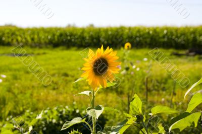 Sunflowers on a green field