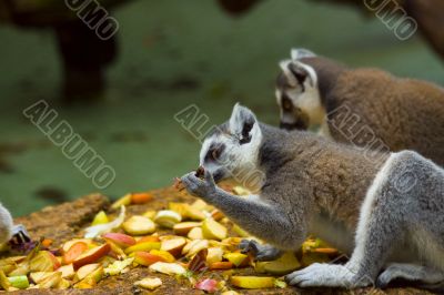 Lemurs