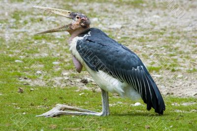 Marabou stork