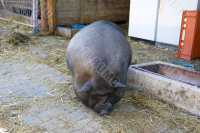 Pot-bellied pig