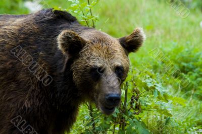 Brown Bear