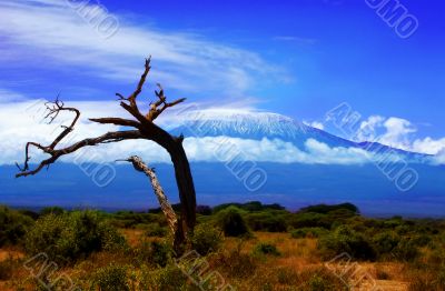 Kilimanjaro Tree View