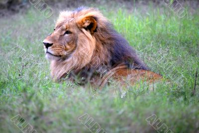 Head Lion