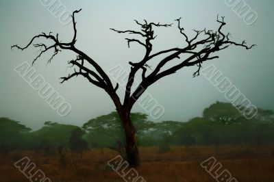 Misty Maasai Tree