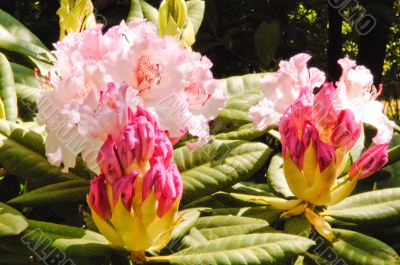 Rhododendron