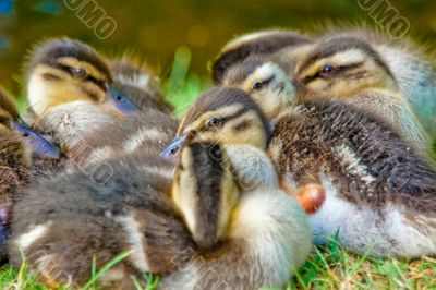 Young Ducks