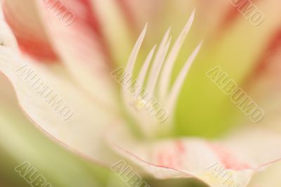 Stamens