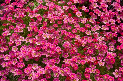 Purple Saxifrage