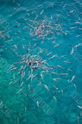 Feeding fish.