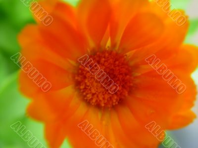 Orange gerbera.