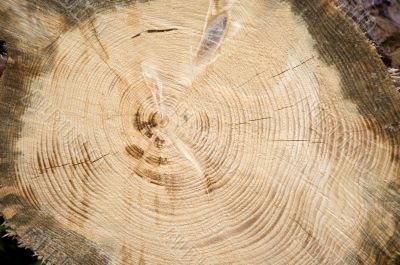 Cross section of a log
