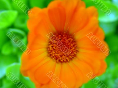 Orange gerbera.