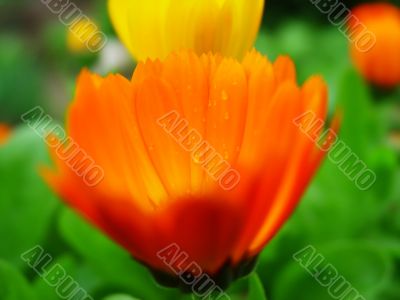 Orange gerbera.