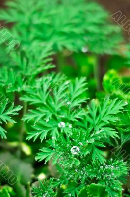 Dew on the leaves.