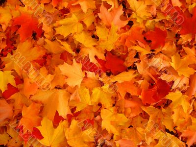 Autumn, maple leaves.