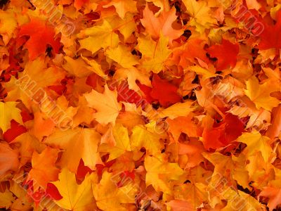 Autumn, maple leaves.