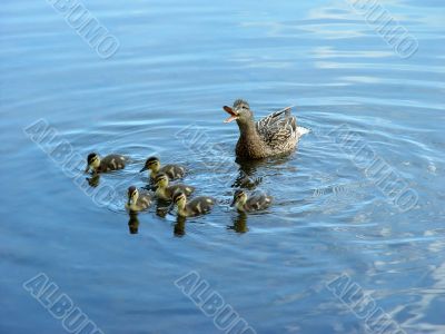 Mother duck with newborn duckling