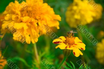 Bee and marigolds.