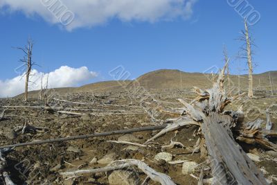 In the past - a taiga