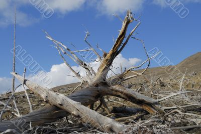 Environmental damage