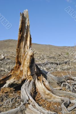 Old stump tree