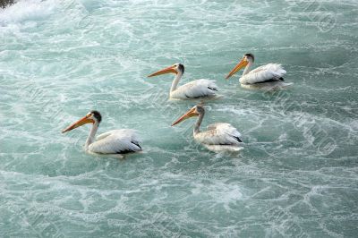 White pelicans in Calgary