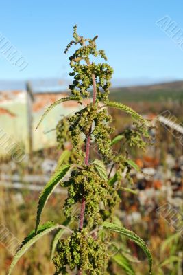 Nettle