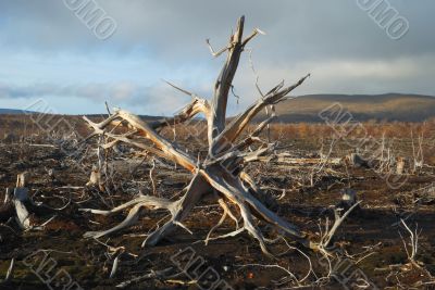 Roots of a dead tree