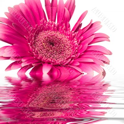 flower in water