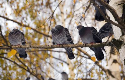 Three pigeons