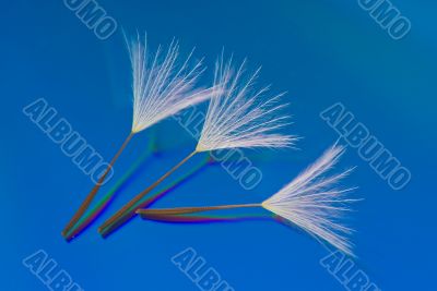 Three Dandelion Seeds on a Reflective Blue Background