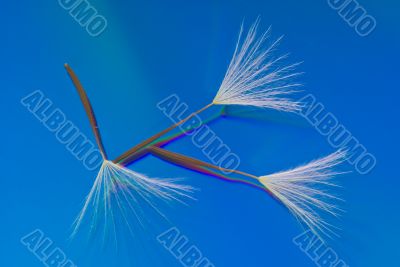 Three Dandelion Seeds on a Reflective Blue Background
