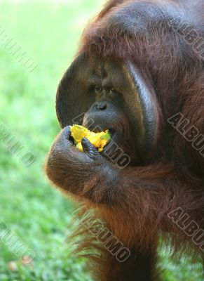 Orangutan