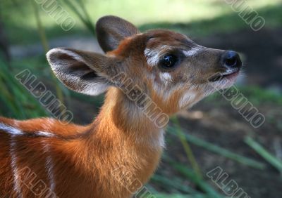 Young fawn
