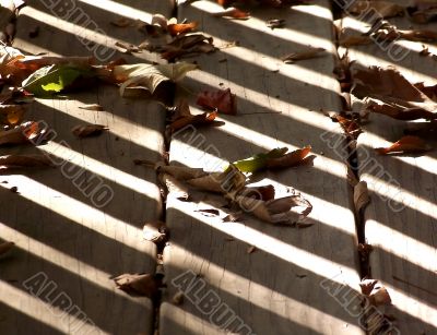 Autumn Shadows and Leaves