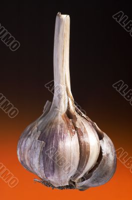 ripe garlic