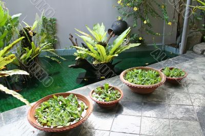 Balinese decor plants