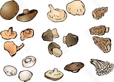 Mushrooms illustration