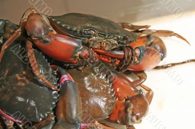 Live crabs