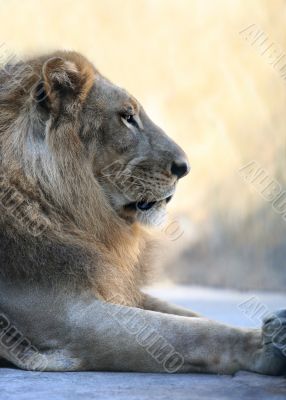 King - lion