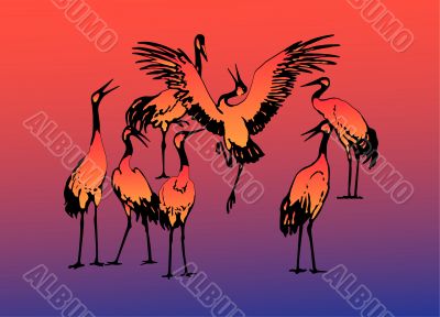 Seven dancing storks