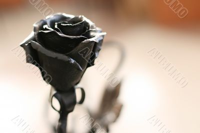 rose from metal
