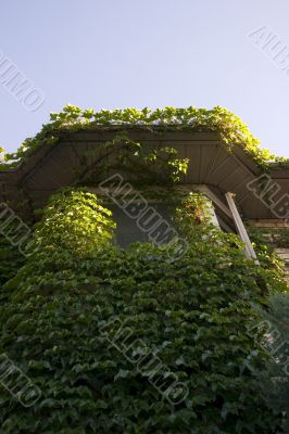 Ivy covered home