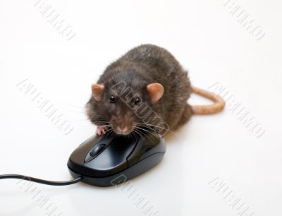 Black rat and a mouse