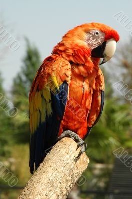 Parrot